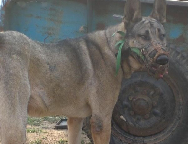 中国软饮料制造行业SCP分析|hth华体官方下载app(图1) hth华体