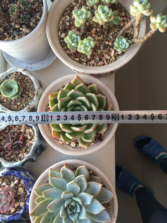 对中国农产品与农资连锁经营的前景及政策支持探析:hth华体官方下载app(图1) hth华体